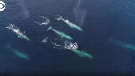 WATCH: Whales spotted during migration | WANE