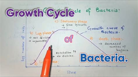 Growth Cycle Of Bacteria With Growth Phases; Bacterial Growth Curve Easy Explained. - YouTube