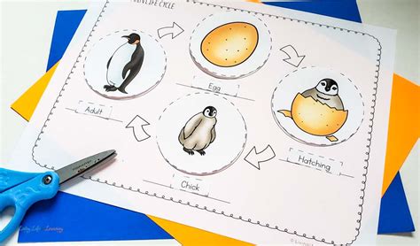 Life Cycle Of A Penguin Worksheet