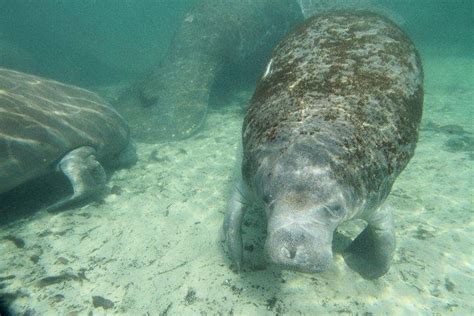 Manatee Snorkeling Tour in the Beautiful Crystal River – TMM_Outlet