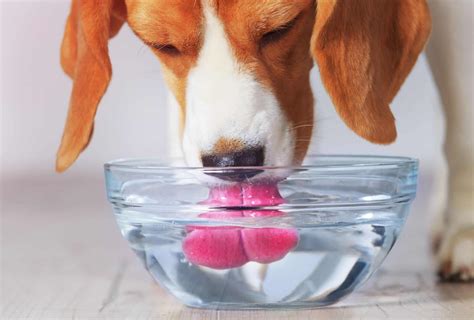 14 Simple Tricks to Get Your Dog to Drink More Water | PawLeaks