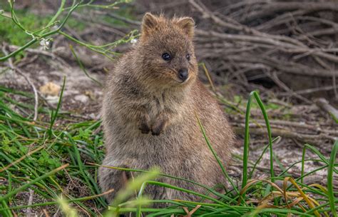 Quokka | San Diego Zoo Animals & Plants