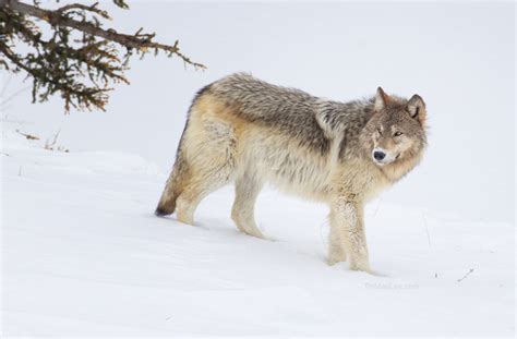 Yellowstone Wolves... - Wildlife Photography Coaching by Tin Man Lee