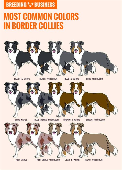 Border Collie Weight Chart | Blog Dandk