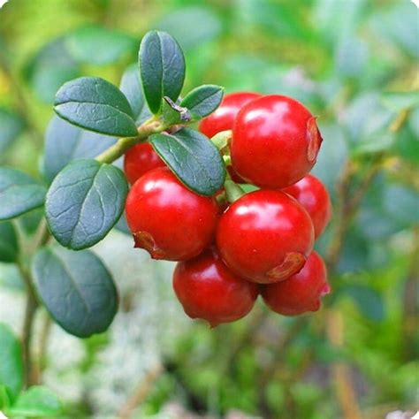 Vaccinium 'Cranberry' Plant 5" Pot - Hello Hello Plants