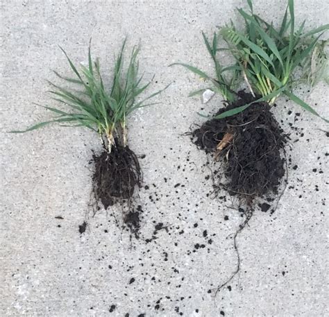 Grazing Cover Crops: Winter Wheat vs Rye? - Kansas Soil Health Alliance