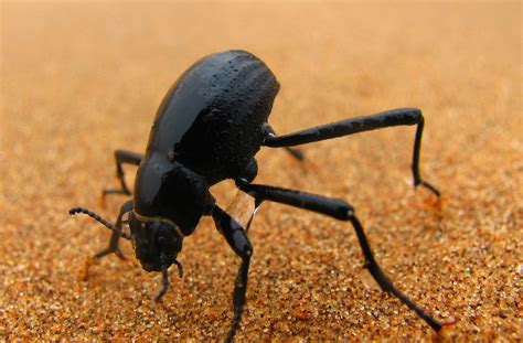 Onymacris unguicularis close-up | The fog-basking beetle can… | Flickr