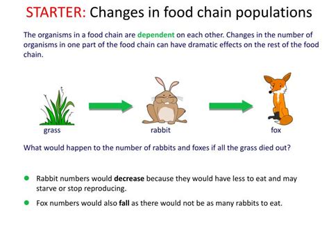 PPT - Food Webs PowerPoint Presentation - ID:2460034