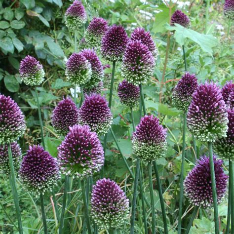 Allium Sphaerocephalon Bulbs | Wholesale Pricing | Colorblends®