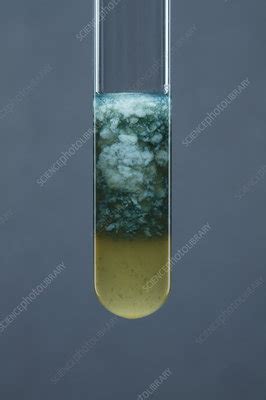 Iron (II) carbonate precipitate - Stock Image - C028/0742 - Science Photo Library