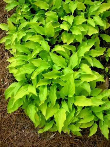 Mini Hostas Make Excellent Groundcovers | Hostas, Shade garden, Garden landscaping