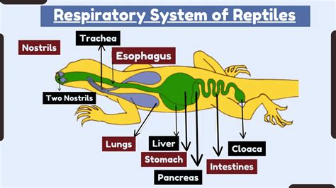 Reptiles Respiratory System