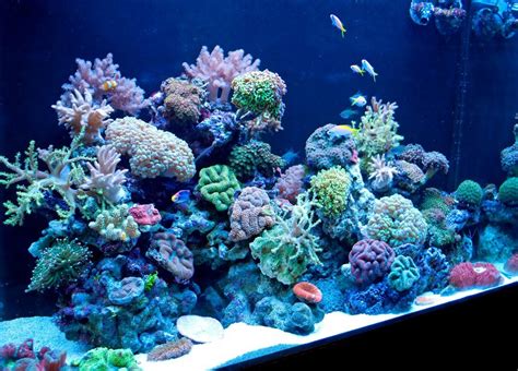 Phishy Business reef aquarium is an exemplary coral display | Reef Builders | The Reef and ...