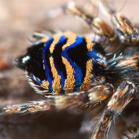 _X8A4908 (1) peacock spider Maratus spicatus | This species … | Flickr