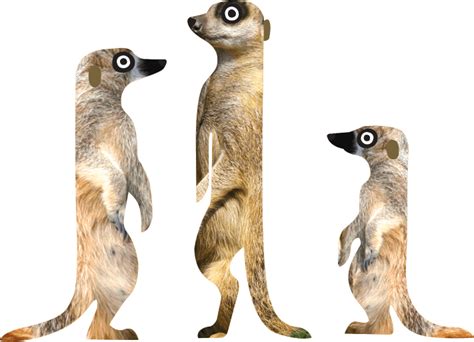 Meerkat - Suricata suricatta | Meet the Meerkats at Marwell Zoo