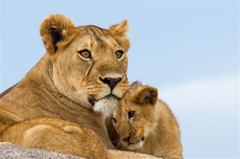 Lioness and cub HD wallpaper | Wallpaper Flare