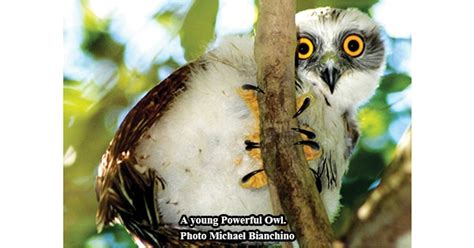 Now or Never – Protect Powerful Owl Habitat Before it’s...