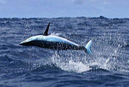 Mako Shark jumping out of water | Shark pictures, Mako shark, Shark