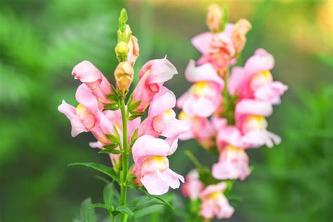 Snapdragon Annual Or Perennial Uk - pic-cafe