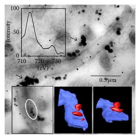 Extracellular magnetosome-like features. (a) Extracellular magnetosome ...