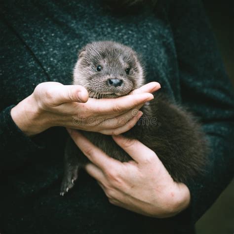 Orphaned European Otter Baby in the Hand of His Zookeeper Stock Photo ...