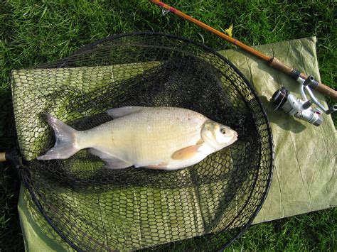 Bronze Bream | British Wildlife Wiki | FANDOM powered by Wikia