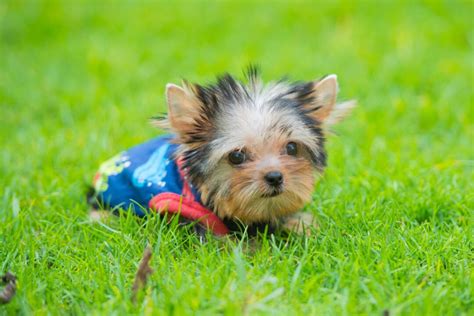 How Much Does a Teacup Yorkie Cost? (2024 Price Guide)