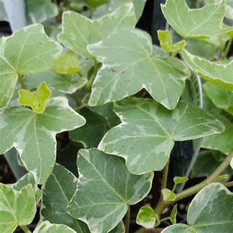 Ivy Hedera helix Variegated from Hillcrest Nursery