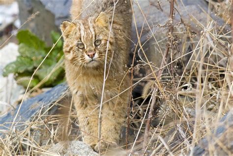 Amur Leopard Cat Photo – Mammal Watching