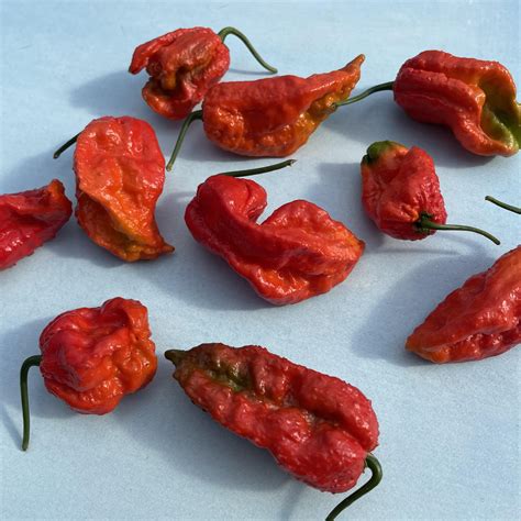 Ghost Pepper Seedlings – Hudson Valley Seed Company