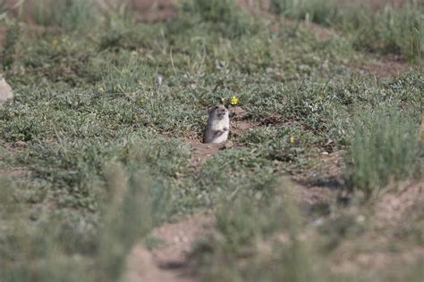 Voles cut grass to watch flying predators