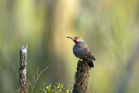 Gilded Flicker: Field Guide, Pictures, Habitat, & Info - Optics Mag