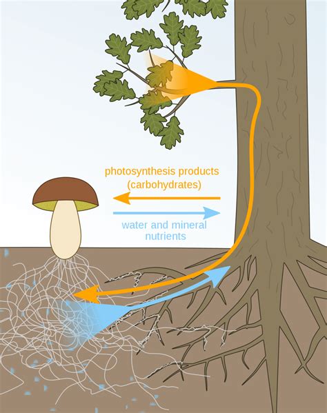 The Benefits of Using Mycorrhizae in the Garden | Edible garden, Food ...