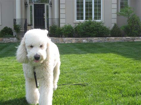 Love his tongue sticking out a little bit. Well-groomed dog. That's my baby! Goldendoodle FB1 ...