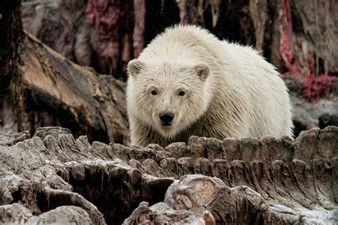 Polar Bear Viewing - Best Places in the World - Arctic Wild