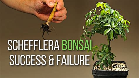 Making dwarf umbrella tree bonsai from grocery store plants - YouTube