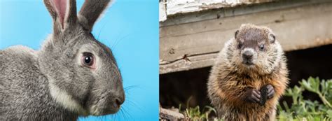 Do Groundhogs Eat Rabbits? - Our Lovely Rabbits