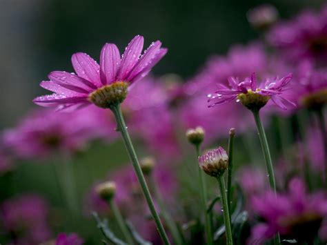 Purple petaled flower close-up phoot HD wallpaper | Wallpaper Flare