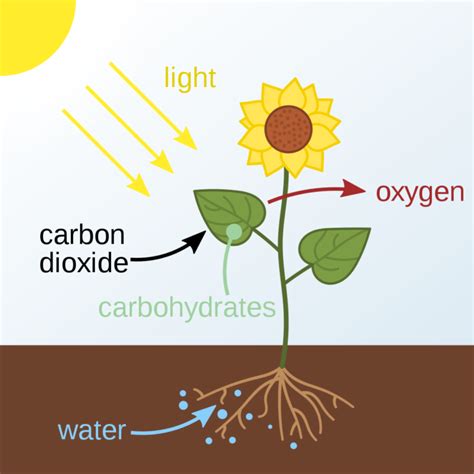 Photosynthesis Equation, Process and Stages of Photosynthesis