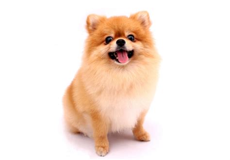 Premium Photo | Pomeranian dog on a white background.