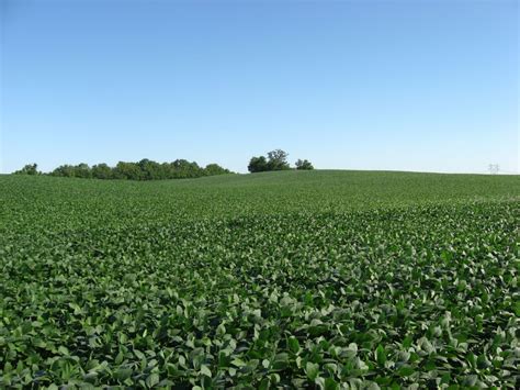 Roundup Ready soybeans, worse than you thought | Agricultural and Rural ...