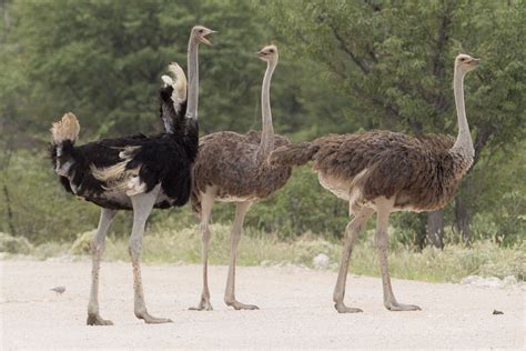 Ostrich - Wikipedia