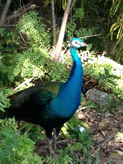 The Miami UrbEx: Crandon Park Gardens (Old Zoo)