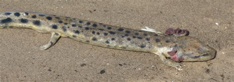 Mudpuppy | Reptiles & Amphibians in Ontario | Ontario Nature