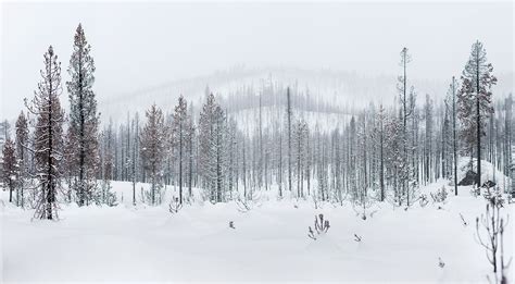 Rod Mclean – Photography – Forest With Snow in Winter