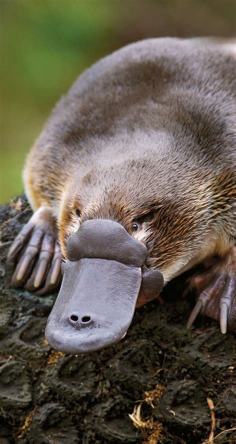 Platypus breeding helped by river flows | Shepparton News