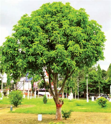 TREE FACTS: The Elegant Elephant Apple - Star of Mysore