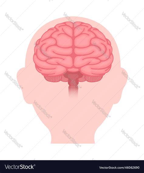 Human brain front view Royalty Free Vector Image