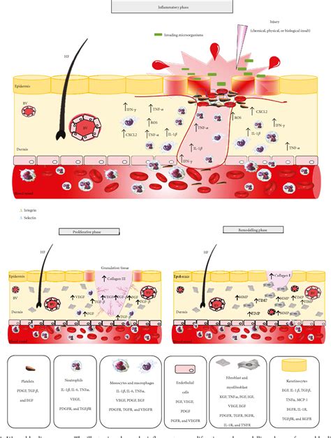 Figure 1 from Wound Healing and Omega-6 Fatty Acids: From Inflammation ...