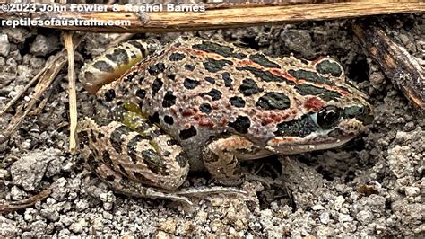 SPOTTED MARSH FROG Limnodynastes tasmaniensis